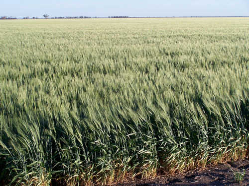 durum wheat