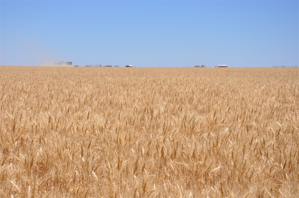 Livingston wheat